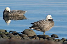 Emperor Geese